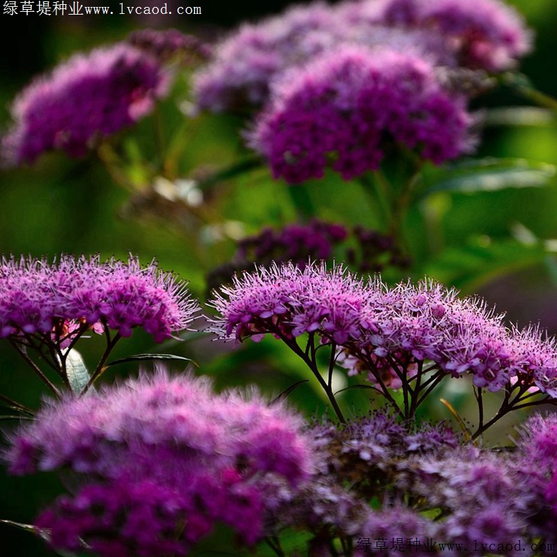 繡線菊