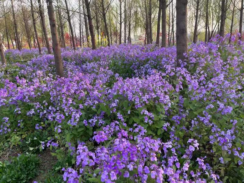 林下花海二月蘭春季盛況