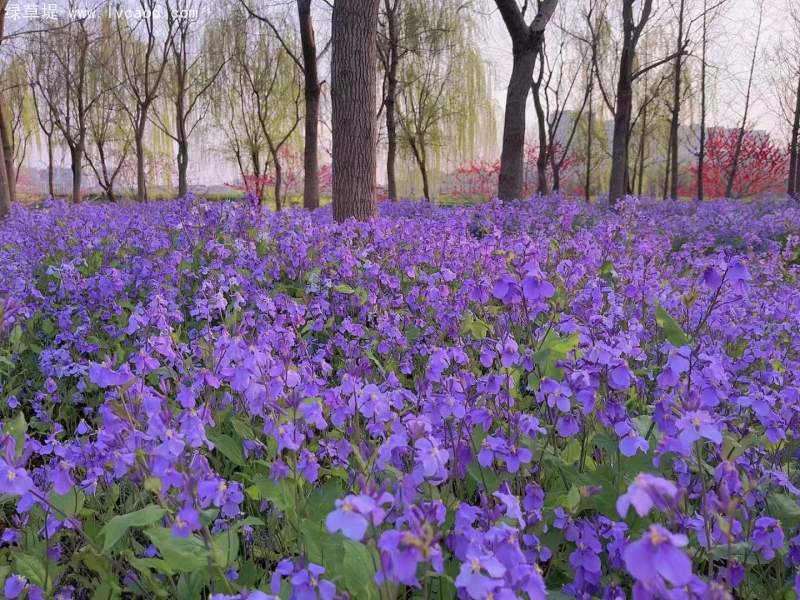 林下花海二月蘭春季盛況