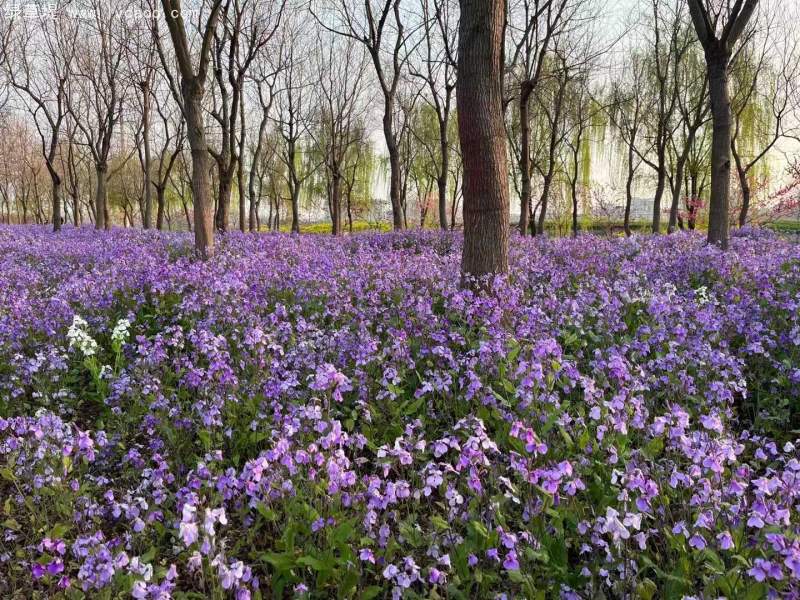 林下花海二月蘭春季盛況